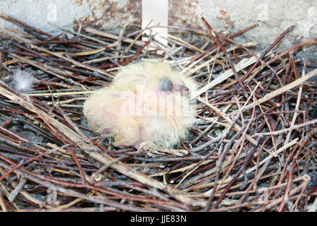 Chicks of the pigeon. Two pieces. In the nest. Photo for your design. Stock Photo