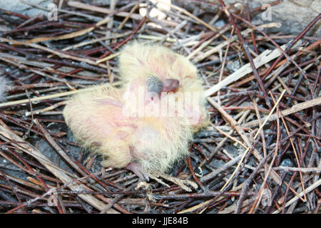 Chicks of the pigeon. Two pieces. In a nest of branches. Photo for your design. Stock Photo