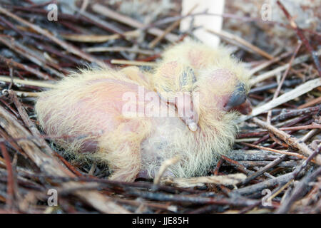 Chicks of the pigeon. Two pieces. In a nest of branches. Sleep. first birthday. Only hatched. Photo for your design. Stock Photo