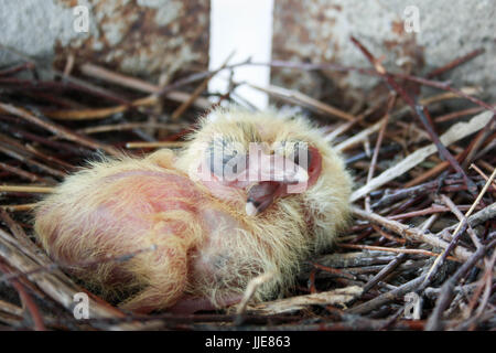 Chicks of the pigeon. Two pieces. In a nest of branches. Sleep. With closed eyes. first birthday. Only hatched. Photo for your design. Stock Photo