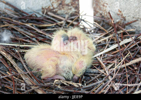 Chicks of the pigeon. Two pieces. In a nest of branches. first birthday. Among the city. Only hatched from the egg. Photo for your design. Stock Photo