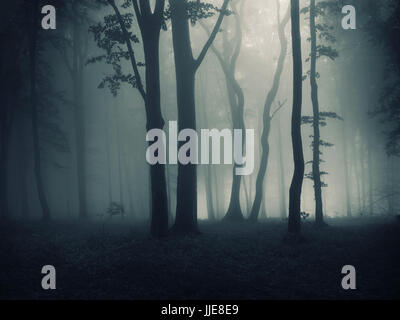 dark forest in fog Stock Photo