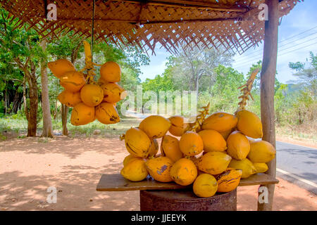 King Coconuts Are Displayed For Sell On Small Roadside Stall In Sigiriya. Stock Photo