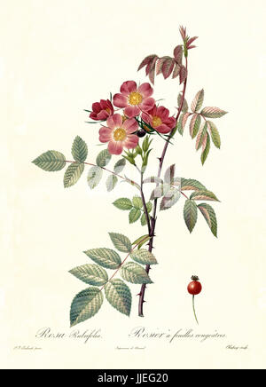 Old illustration of Red-leaved Rose (Rosa rubrifolia). Created by P. R. Redoute, published on Les Roses, Imp. Firmin Didot, Paris, 1817-24 Stock Photo
