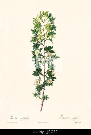 Old illustration of Rosa aciphylla. Created by P. R. Redoute, published on Les Roses, Imp. Firmin Didot, Paris, 1817-24 Stock Photo