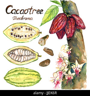 Cacao tree (theobroma) with flowers and ripe beans, sliced bean, isolated hand painted watercolor illustration and inscription Stock Photo