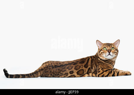 The gold Bengal Cat on white background Stock Photo