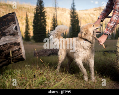 Playful large dog biting stick held by owner in natural scenery, McCall, Idaho, USA Stock Photo