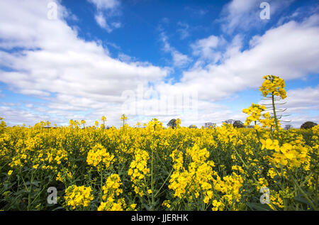 Rapeseed Field, Methley Stock Photo