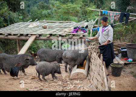 A woman feeds food scraps to her pigs outside her home in Ban Sop Kha, Laos. Stock Photo