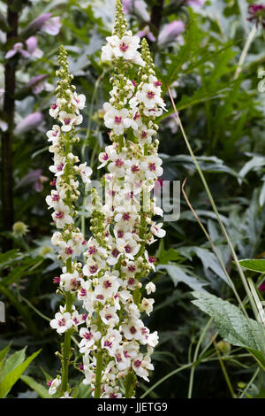 Summer flowers and opening buds on the spire of the perennial Verbascum chaixii 'Album' Stock Photo