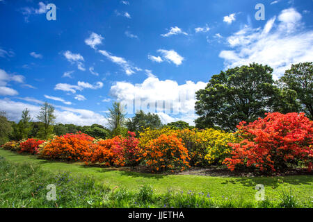 Rhododendron at Temple Newsam Stock Photo