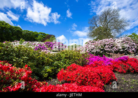 Rhododendron at Temple Newsam Stock Photo