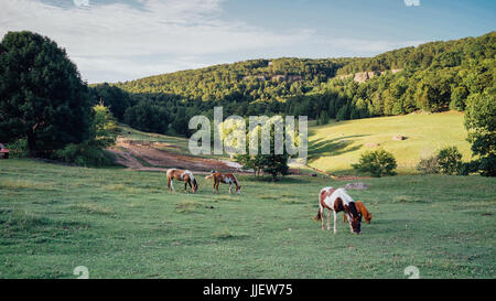 Horses in a green field with mountain and forrest Stock Photo