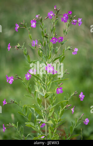 Great willowherb (Epilobium hirsutum) plant in flower. Pink flowers on plant in the family Onagraceae, aka great hairy willowherb Stock Photo