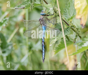 Emperor dragonfly (Anax imperator) at rest. Impressive blue insect in the family Aeshnidae, sitting on vegetation, aka the blue emperor Stock Photo