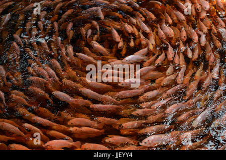 germany, berlin, tilapia fish farm of start up ecf, the