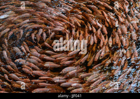 germany, berlin, tilapia fish farm of start up ecf, the