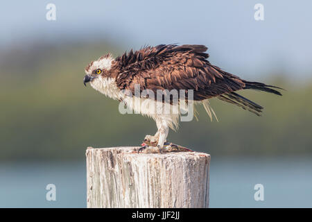 Osprey (Pandion haliaetus) with a catch of fish, Florida, America, USA Stock Photo