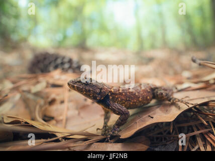 Eastern fence lizard (Sceloporus undulatus), Florida, America, USA Stock Photo