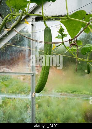Cucumber plants growing in a domestic or home garden greenhouse Stock Photo