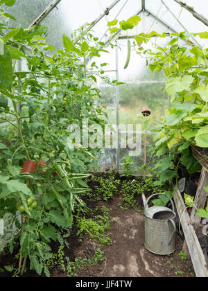 Cucumber and tomato plants growing in a domestic or home garden greenhouse Stock Photo