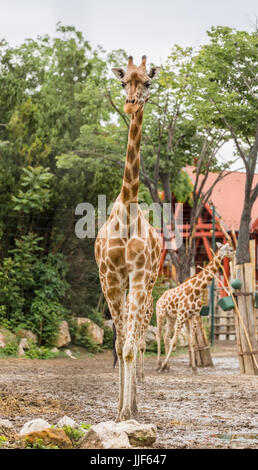 Giraffes on the farm on a background of deciduous trees Stock Photo