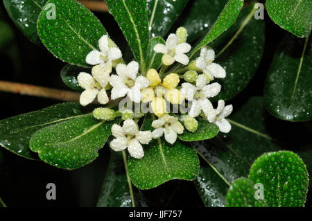 Japanese cheesewood (Pittosporum toriba). Turo del Putget park, Barcelona, Catalonia, Spain Stock Photo