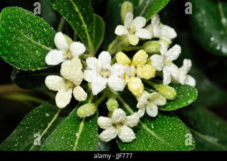 Japanese cheesewood (Pittosporum toriba). Turo del Putget park, Barcelona, Catalonia, Spain Stock Photo