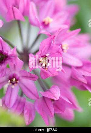 Allium oreophilum - Pink Lily Leek Stock Photo