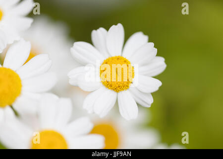 Tanacetum parthenium aureum - Golden Feverfew Stock Photo