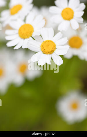 Tanacetum parthenium aureum - Golden Feverfew Stock Photo