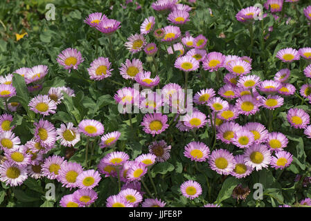 Pink flowers with yellow centres set against green leaves of this prostrate, spreading, rockery alpine plant, Erigeron 'Sea Breeze' ib a garden, Berks Stock Photo