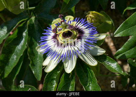 Blue passion flower, Passiflora caerulea, fully open and demonstrate several symbols of Christian belief from which it derives its name, Berkshire, Ju