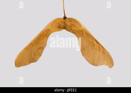 A pair of dry ripe maple, Acer sp., seeds, samaras, maple key, helicopter, whirlybird or polynose each containing a nutlet attached to a flattened win Stock Photo