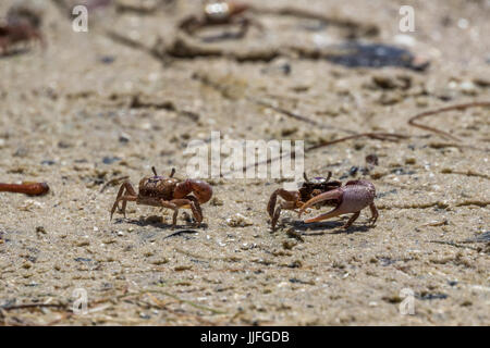 Sand Fiddler Crabs (Uca pugilator), J.N. ''Ding'' Darling National Wildlife Refuge, Sanibel Island, Florida, USA Stock Photo