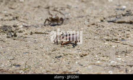 Sand Fiddler Crabs (Uca pugilator), J.N. ''Ding'' Darling National Wildlife Refuge, Sanibel Island, Florida, USA Stock Photo