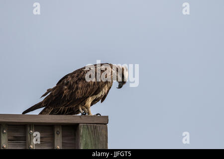 Osprey (Randion haliaetus), J.N. ''Ding'' Darling National Wildlife Refuge, Sanibel Island, Florida, USA Stock Photo