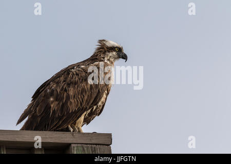 Osprey (Randion haliaetus), J.N. ''Ding'' Darling National Wildlife Refuge, Sanibel Island, Florida, USA Stock Photo