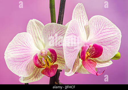 Pink branch orchid  flowers with green leaves, Orchidaceae, Phalaenopsis known as the Moth Orchid, abbreviated Phal. Mauve degrade background. Stock Photo