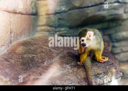 Squirrel monkey sitting on a rock was bitten. Stock Photo