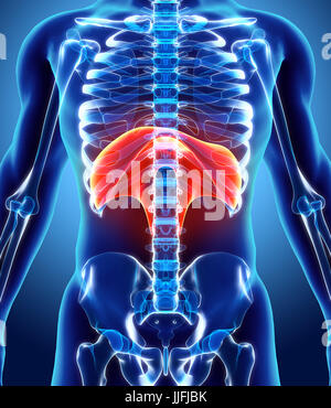 3D illustration of Diaphragm - Part of Human Organic. Stock Photo