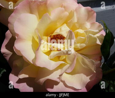 Soft Yellow Rose with Pink Edges Stock Photo