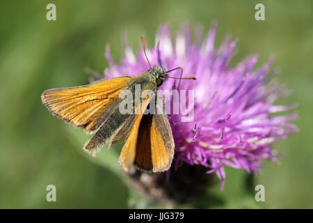 Small Skipper Thymelicus sylvestris on Common Knapweed Stock Photo