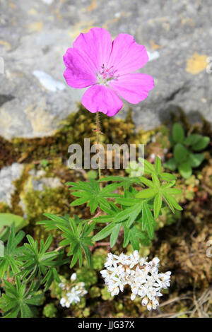 Bloody Cranesbill and White Stonecrop Growing On the Great Orme, Llandudno, Wales Stock Photo