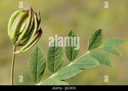 Seed Pods and leaves of Wild Liquorice Astragalus glycyphyllos Stock Photo