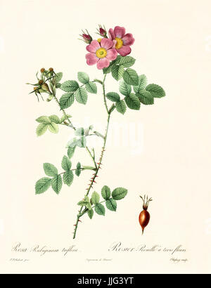 Old illustration of Rosa rubiginosa triflora. Created by P. R. Redoute, published on Les Roses, Imp. Firmin Didot, Paris, 1817-24 Stock Photo