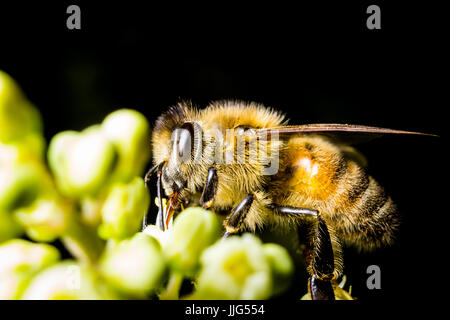 A honey bee gathers pollen from a bloom. Stock Photo