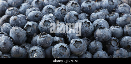 Background pattern of fresh washed blueberry berries wet with water drops, close up, low angle view, selective focus Stock Photo