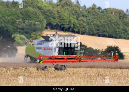 Combine harvester and sounder of wild boars (Sus scrofa) with young fleeing through stubble field in summer Stock Photo